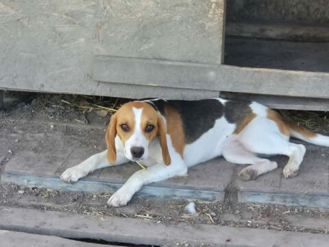 ALICE femelle type beagle 8 mois 250 16210 Chalais