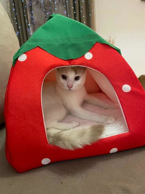 Lily Rose, j'attends mon foyer 250 54000 Nancy