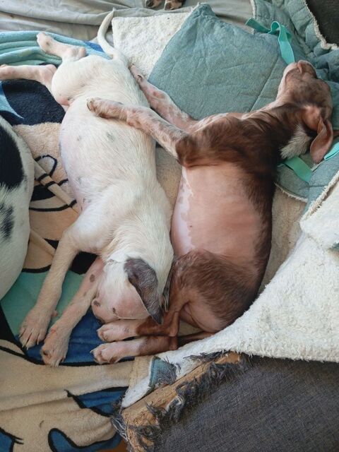 Chiots berger australien croisé staff 0 45200 Amilly