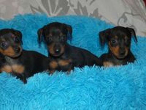   chiot pinscher nain inscrit au lof 