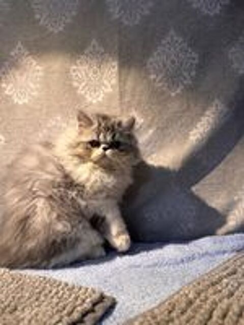  Chatons Persan 