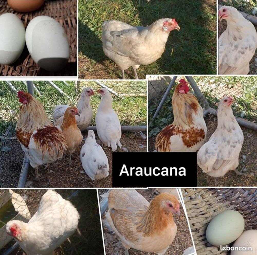   ?ufs fecondés de araucana  