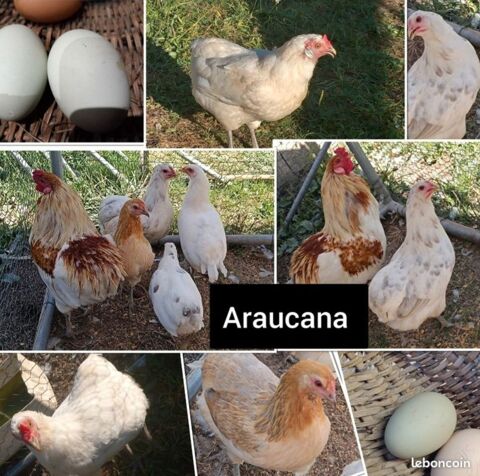 ?ufs fecond&eacute;s de araucana 2 71360 �pinac