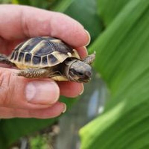   Tortue bb juvnile (Ile de France) 