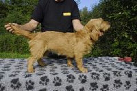   Chiots Basset Fauve de Bretagne LOF  disponibles de suite 