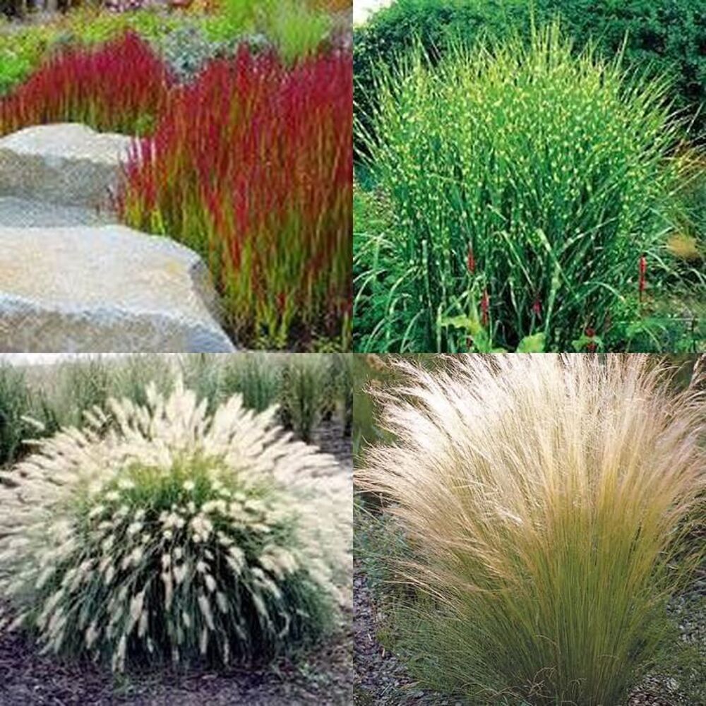 gramin&eacute;es ornementales Jardin