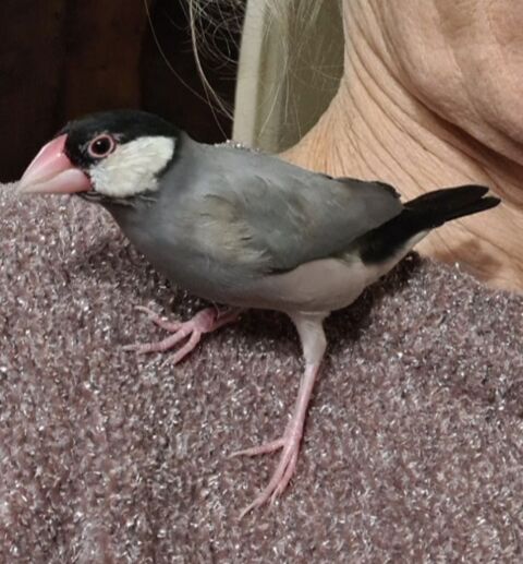 Oiseau de compagnie le padda &agrave; Caudrot 33 60 33490 Caudrot