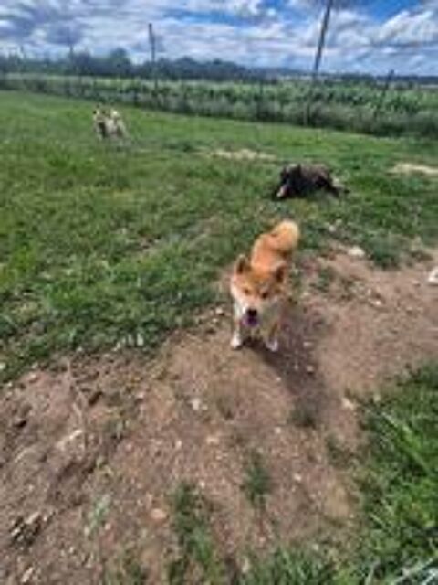   Chiot Shiba Inu 