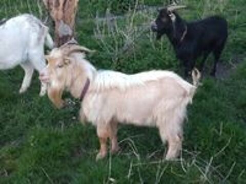   Opeth, bouc nain à adopter 