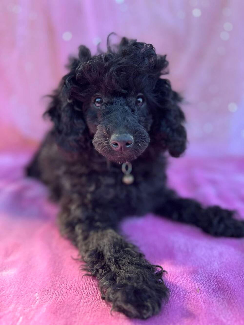   Bella - caniche naine noire LOF 
