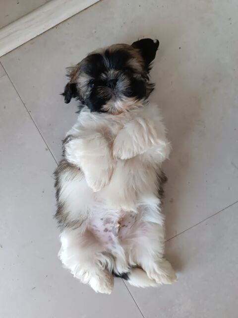 ADORABLES BÉBÉS SHIH TZU MÂLES NON LOF 790 03200 Vichy