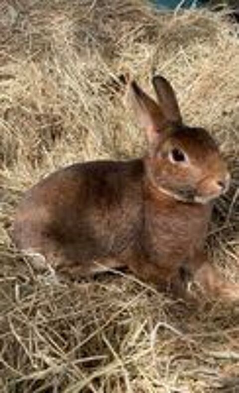  Lapine rex naine  