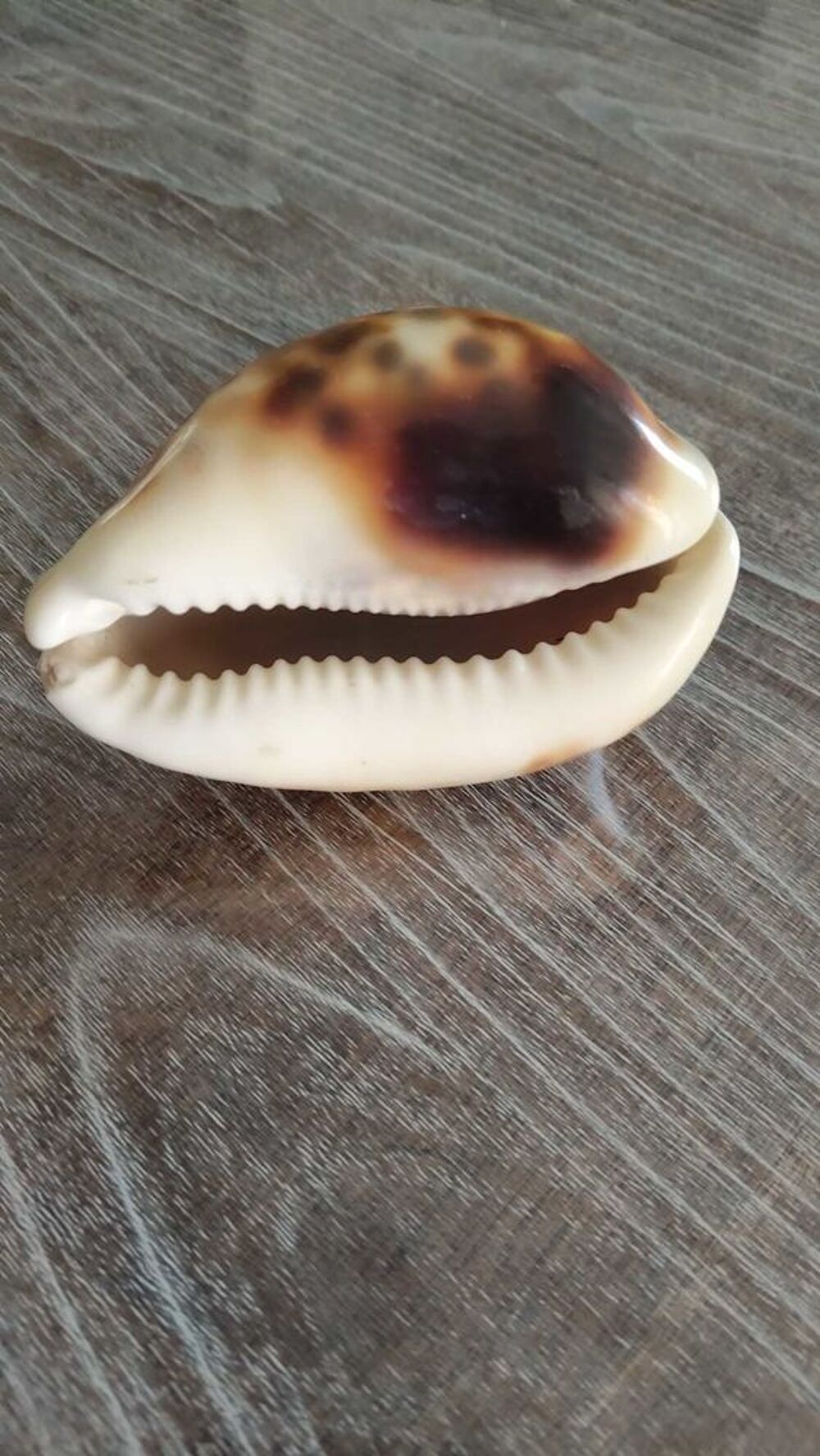 cypraea tigris 