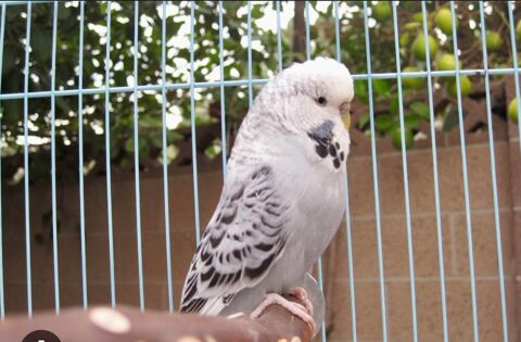 Perruches anglaises  25 06330 Roquefort-les-pins