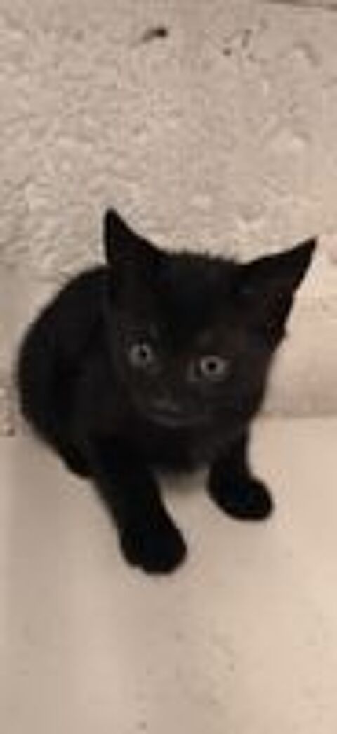   Donne Chatons pour adoption 