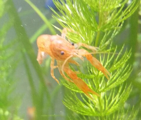 CPO 4 67390 Marckolsheim