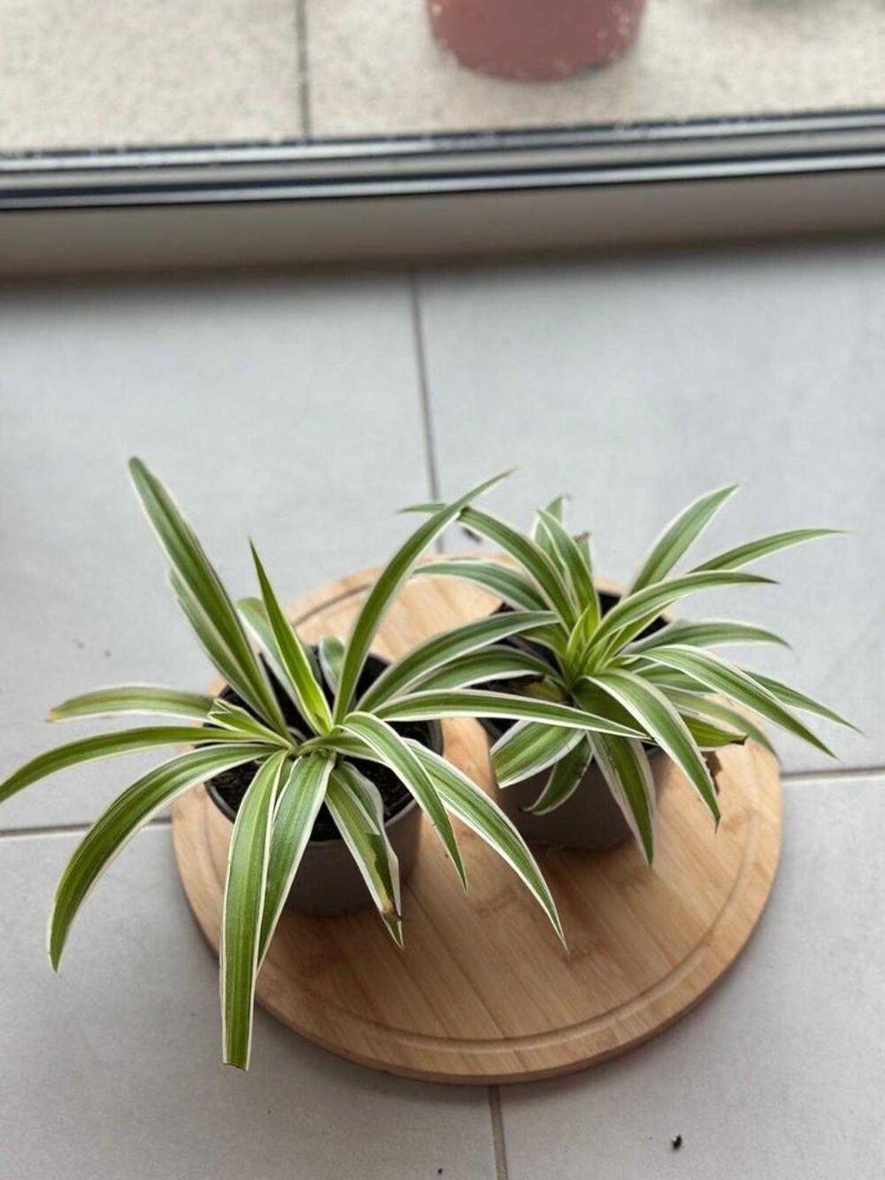 divers plantes Décoration