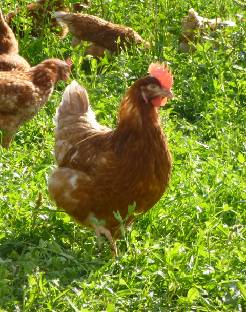 Poules pondeuses AB jeunes réformes à partir de 3,5 euros 3 42800 Saint-martin-la-plaine