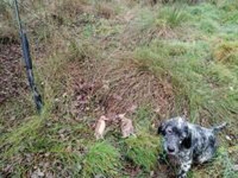   chiots setter anglais 