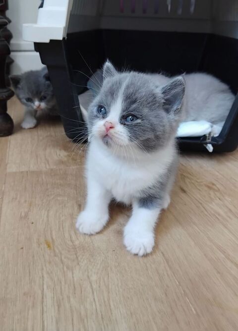 Beau chaton british shorthair Loof bleu et blanc &agrave; r&eacute;server 1200 26100 Romans-sur-isère