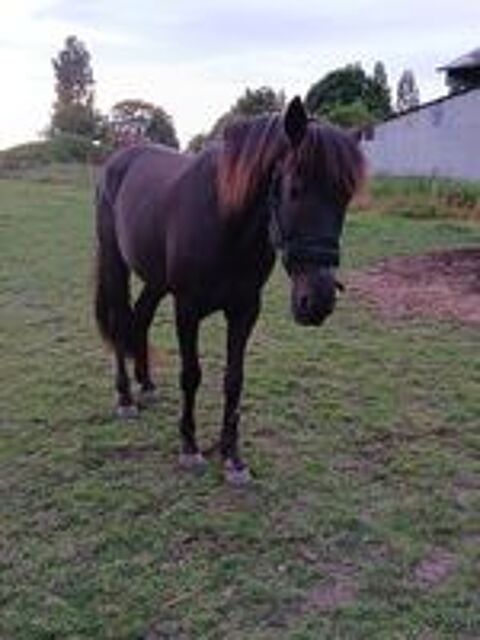   cheval 