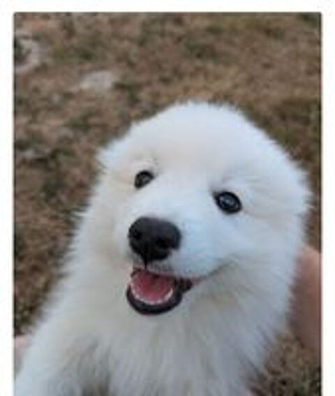   Chiots spitz japonais disponibles  