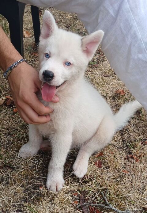 Pomsky f3 0 24410 Festalemps