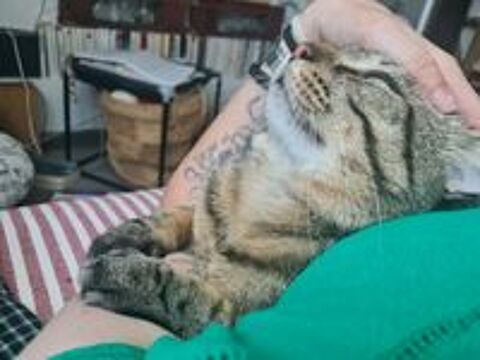   Baqara, un amour de jeune chat ! 