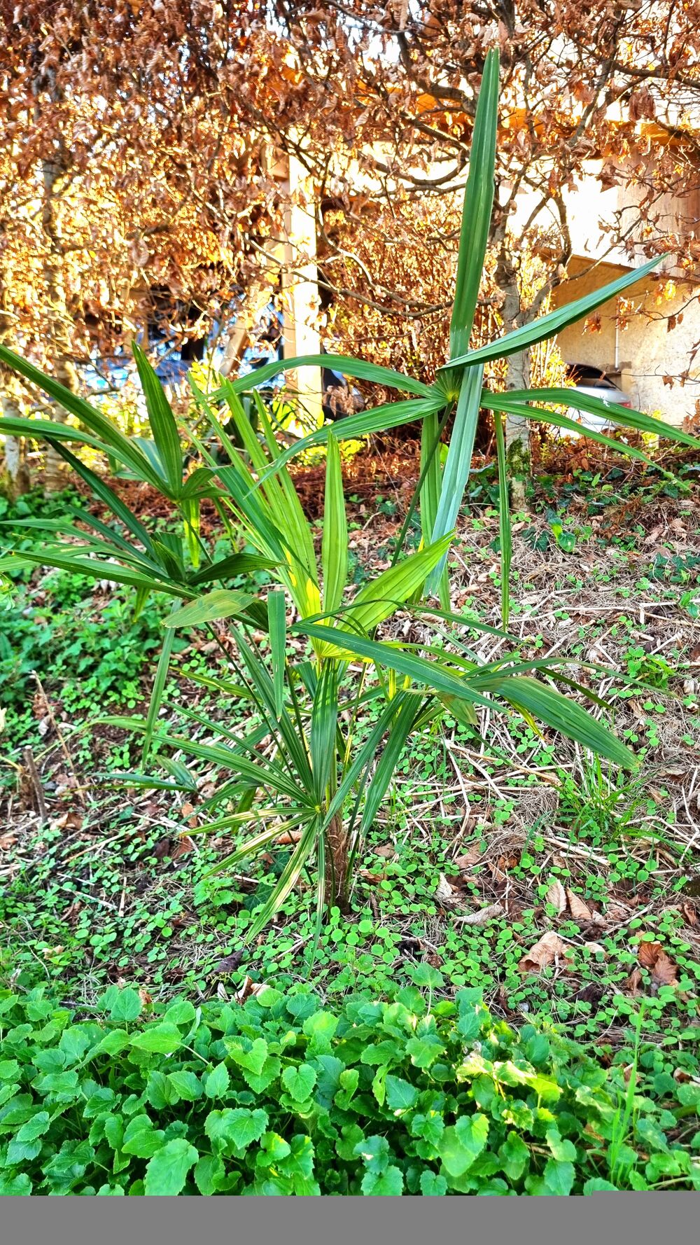 Jeune Palmier vert pour jardin Jardin