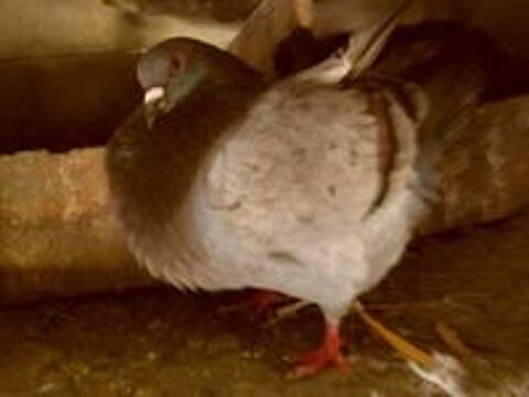   pigeons silver king nés en 2024/2025. 