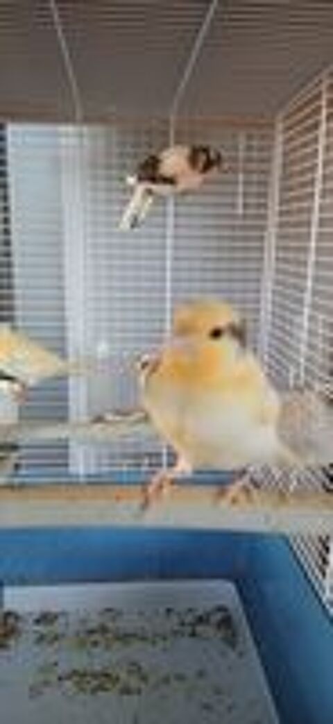   jeunes canaris  