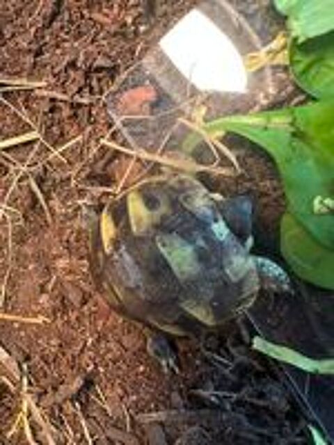   Tortues terrestre 