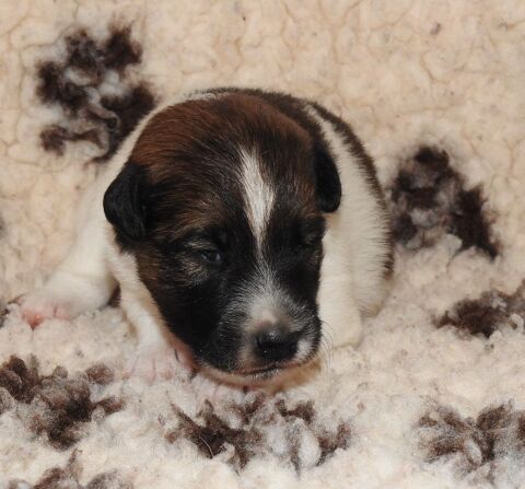  Chiots femelles Fox Terrier  poil lisse LOF disponibles 1400 28800 Pr�-saint-�vroult