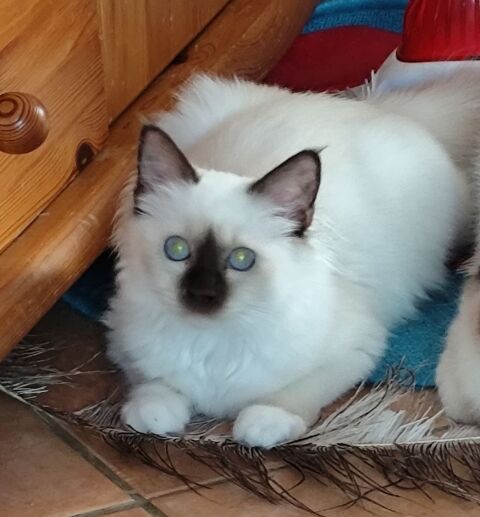 chaton sacr&eacute; de Birmanie m&acirc;le chocolat point LOOF 1000 74150 Rumilly