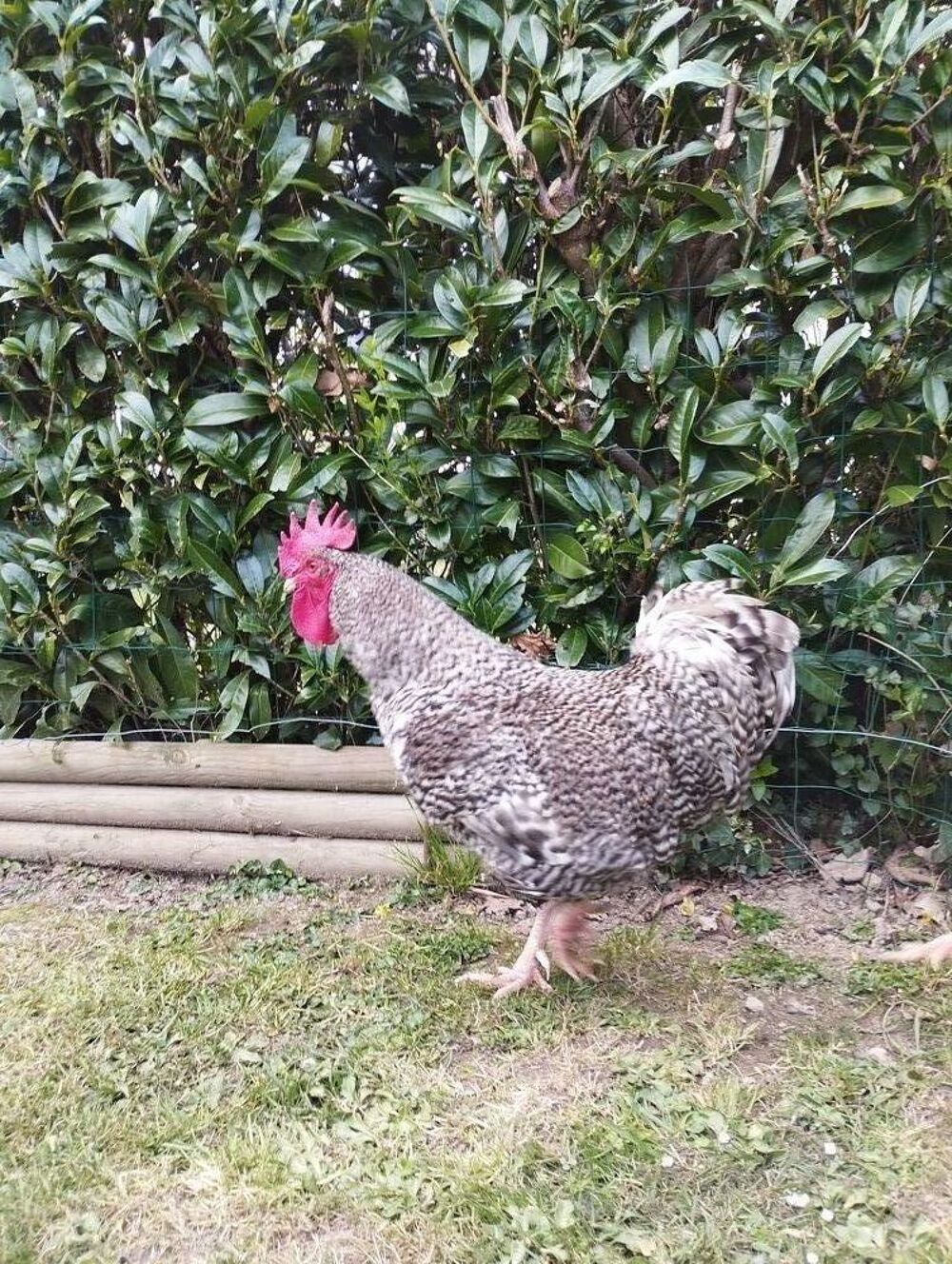   Coq coucou de rennes  