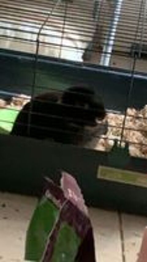   Lapin blier  