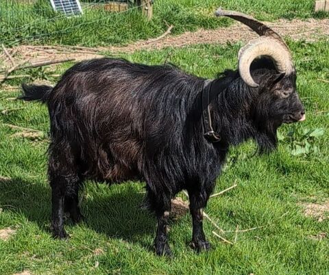 bouc 50 35190 Qubriac