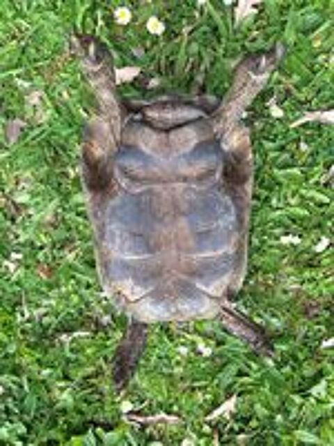   Tortue 