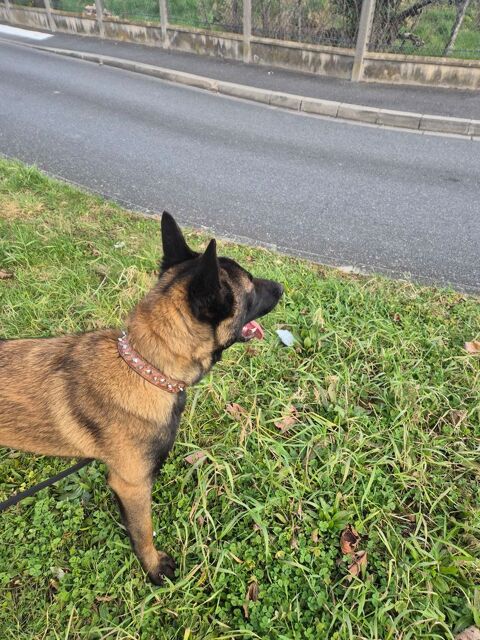 Berger malinois 0 91220 Brtigny-sur-orge