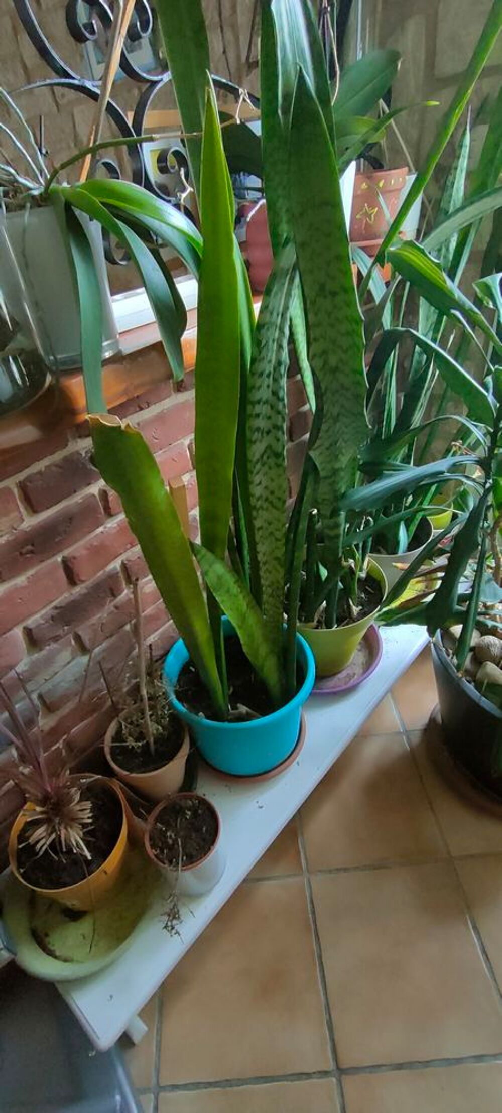 PLANTE VERTE Jardin