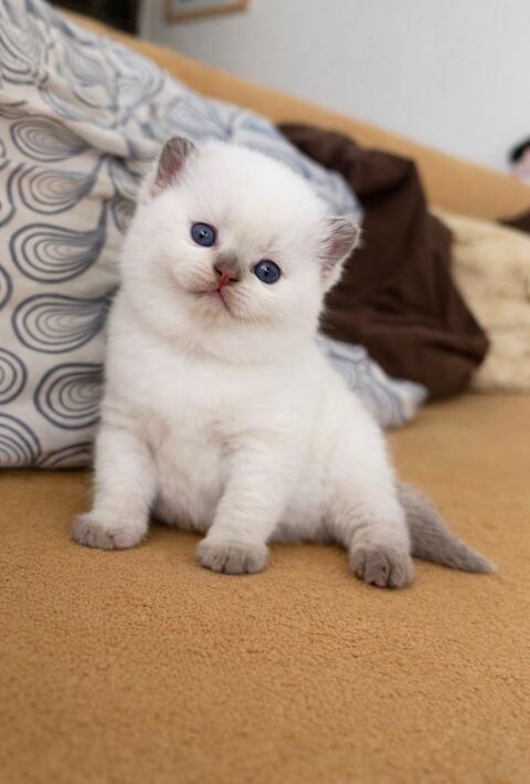 Chaton british shortair femelle yeux bleu. 1600 77550 Moissy-cramayel
