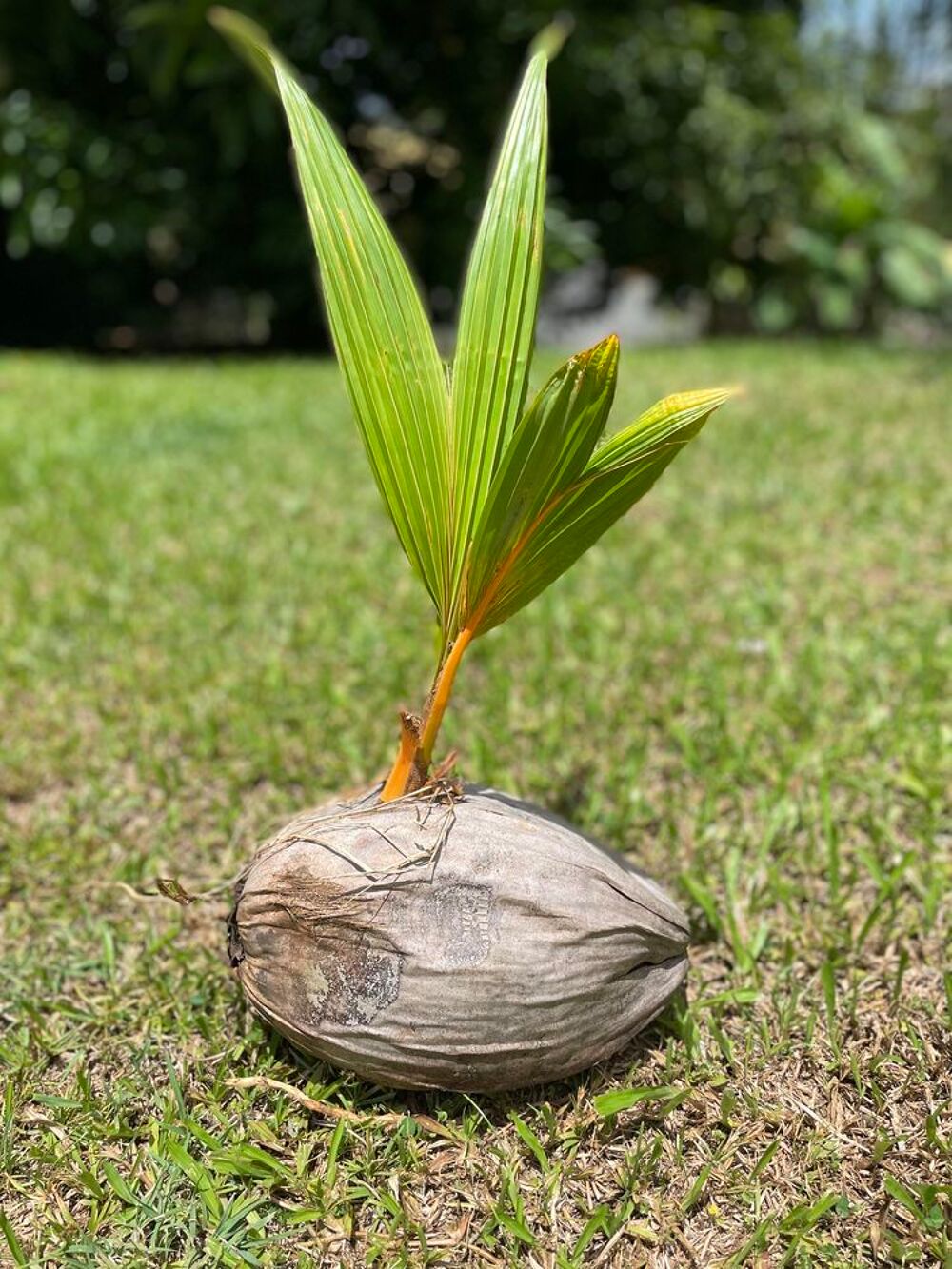 Plan coco nain Jardin