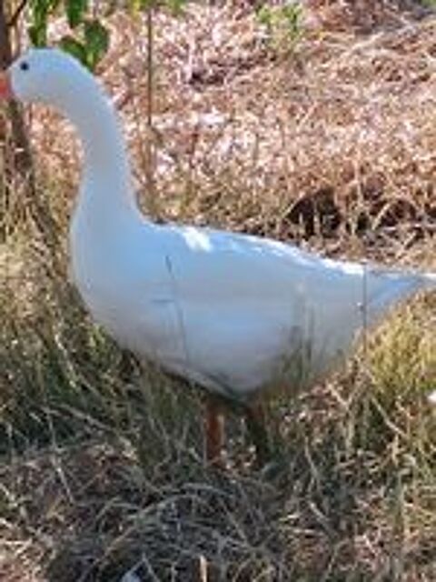   Oie normande 