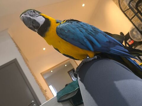 Ararauna EAM de 2019  1500 60000 Beauvais