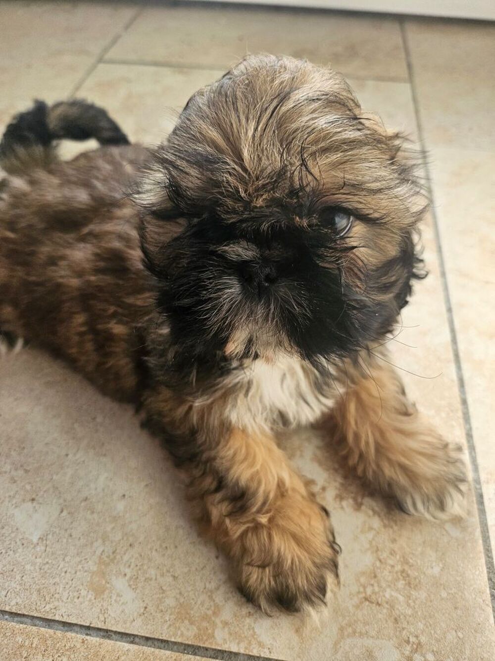   Shih tzu LOF  