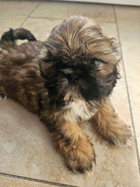 Shih tzu LOF 1500 45700 Villevoques