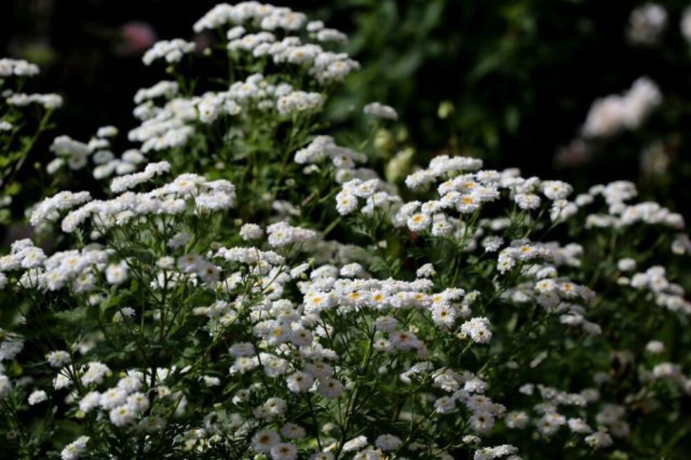 Tanacetum 'Flore Pleno' graines Jardin
