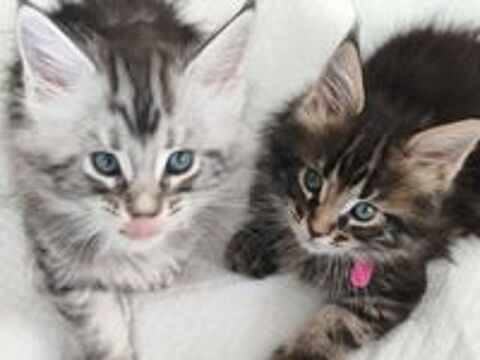   bebe maine coon loof 