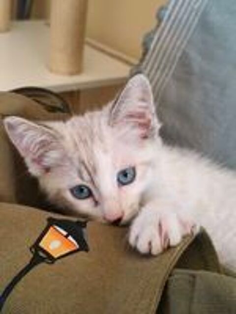   2 chatons F de 3 mois   