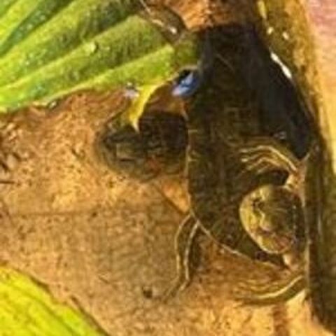 2 Tortues d'eau 50 13127 Vitrolles